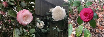 Camellia blossoming in Charleston