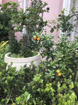 Kumquats in Charleston