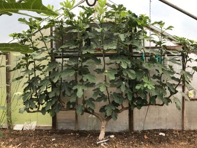 Greenhouse fig