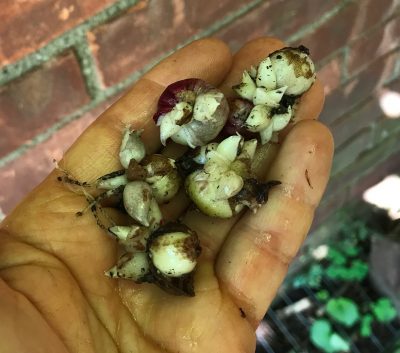 Hyacinth dormant bulblets
