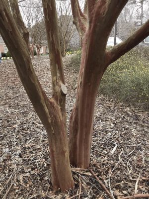 Crape myrtle bark