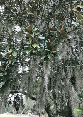 Southern magnolia decked with Spanish moss