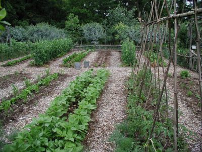 Vegetable garden