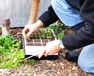 Pricking out celery seedlings