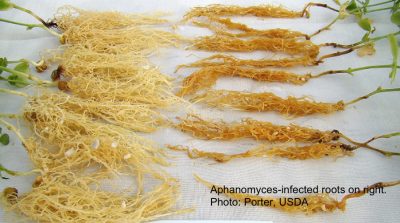 Pea roots with aphanomyces