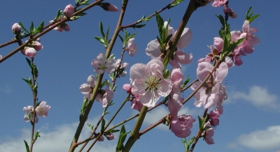 Peach blossoms