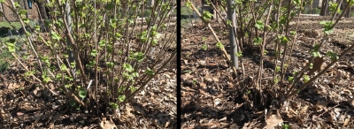 Blackcurrant, before & after pruning