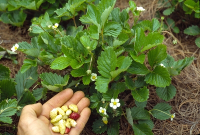 Red and white-fruited alpine strawberries