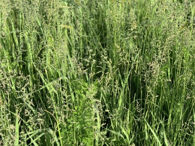 Close up of meadow plants