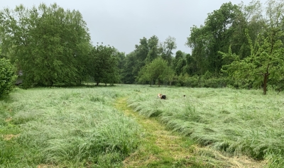 Meadow of wet grass, with dogs