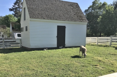 Sheep and a barn