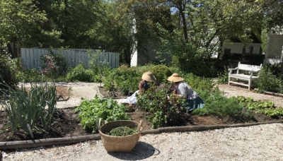 Colonial vegetable gardeners at work
