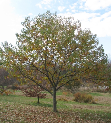 Colossal, in autumn, 12years old