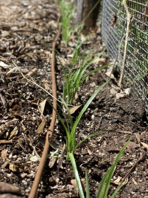 Chufa plants growing