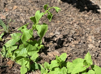 Hablitzia, Caucasian mountain spinach