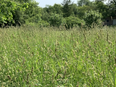 Meadow with grasses