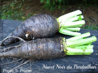 Turnip Noir de Pardailhan