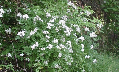 Multiflora rose