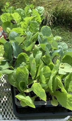 Autumn seedlings