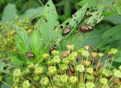 Japanese beetles