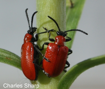 Red lily beetle