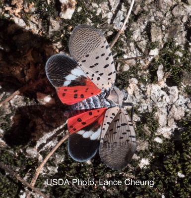 Spotted lanternfly