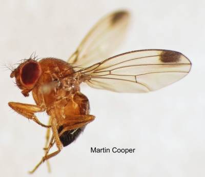 Spotted-wing_Drosophila