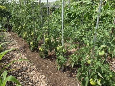 Tomatoes, staked, July