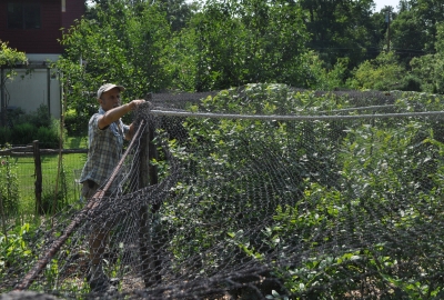 Netting blueberries