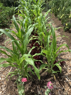 Weedless corn & lettuce bed