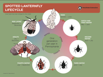 SLF life cycle