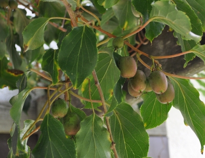 Hardy kiwifruit