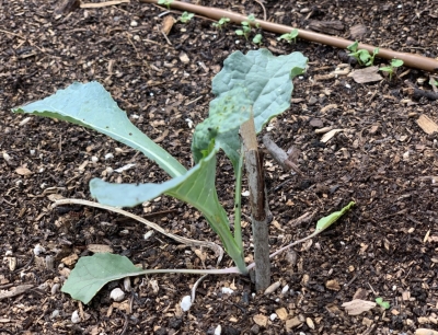 Cutworm protection with stick