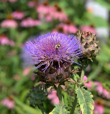 Cardoon in flower