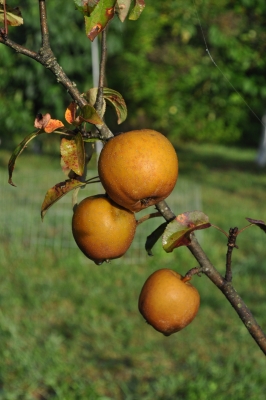 Hudson Golden Gem apple