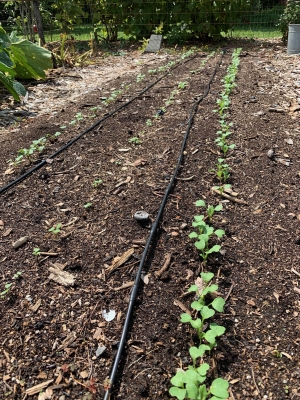 Radish seedlings