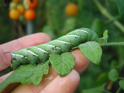 Tomato hornworm