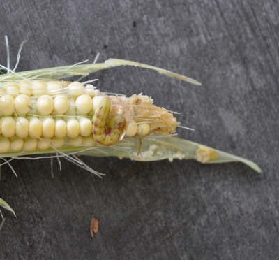 Corn earworm