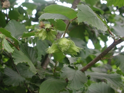 Filbert nuts in summer