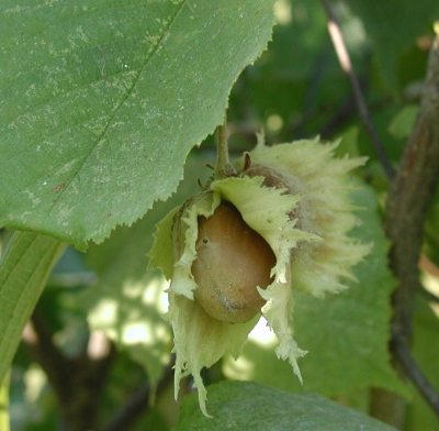 Almost ripe filberts