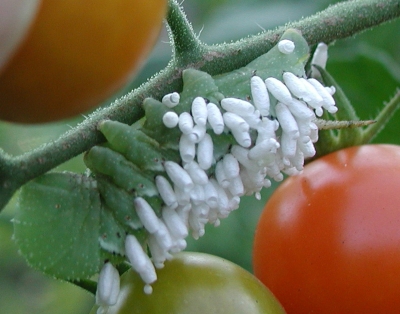 Parasitized hornworm