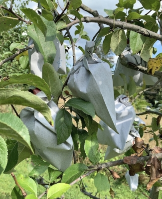 Apples in Japanese bags