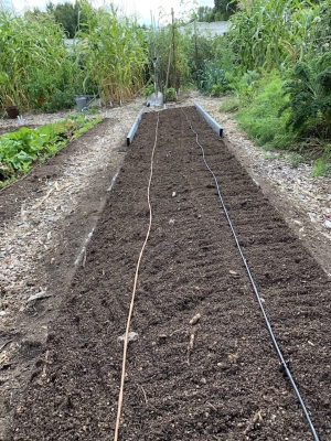Corn bed, composted