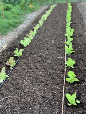 Garden bed with compost