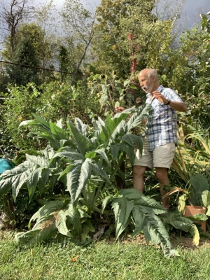 Large cardoon plant