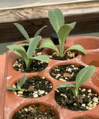 Cynara, artichoke seedlings