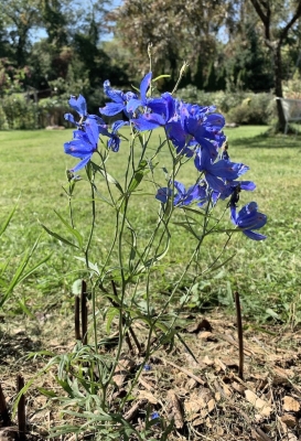 Delphinium, Blue Mirror