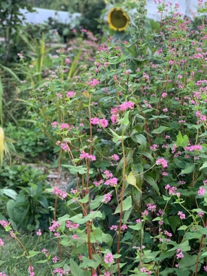 Red buckwheat