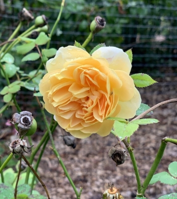 Golden Celebration rose