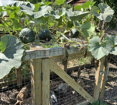 Winter squash on poultry run